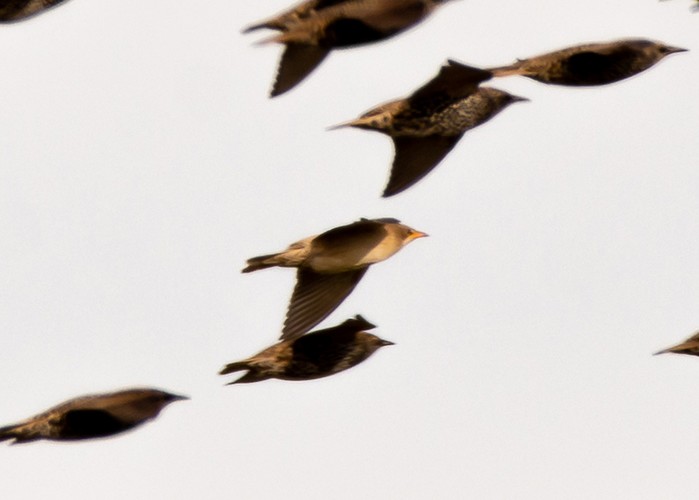 Rose-coloured Starling