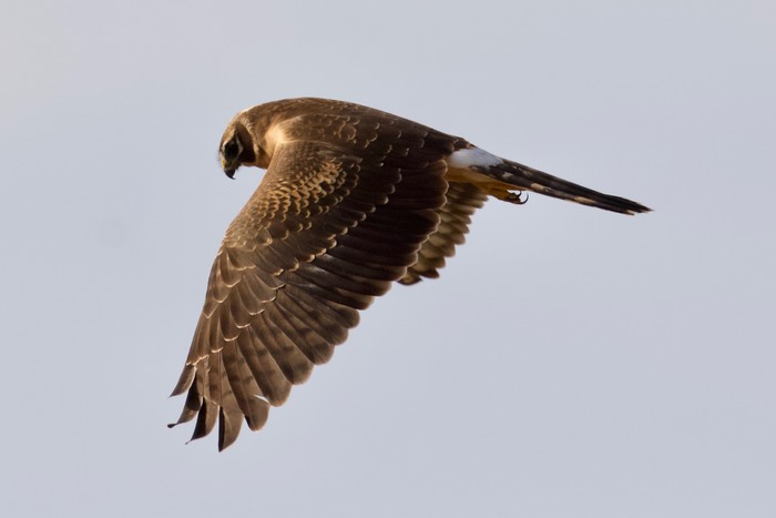 Pallid Harrier