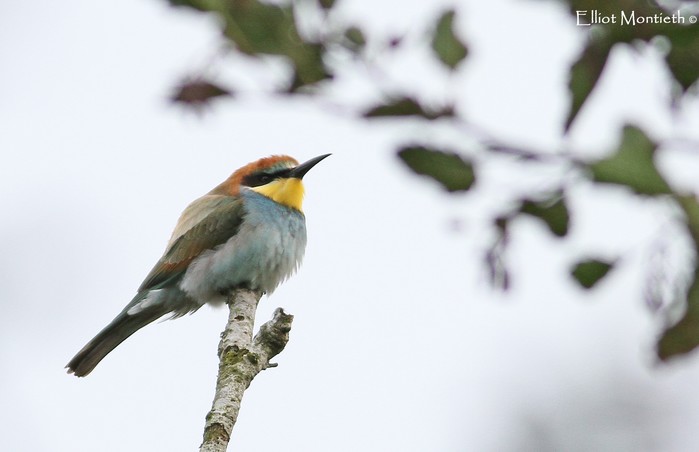 Bee-eater