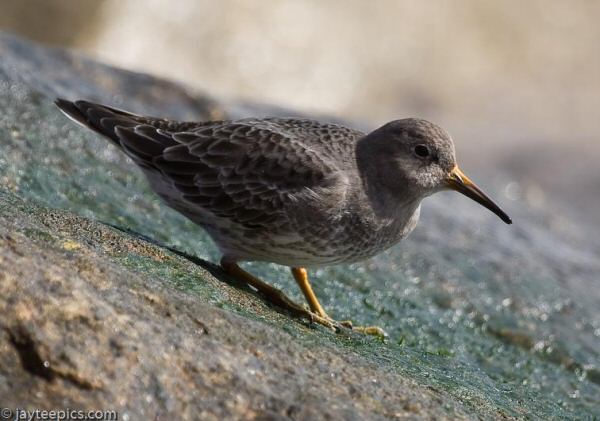 Purple Sandpiper