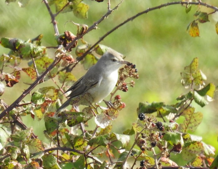 Barred Warbler