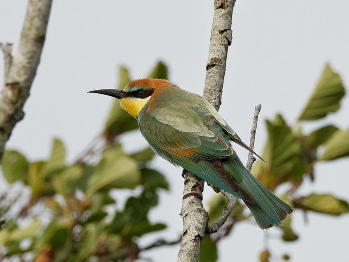 Bee-eater