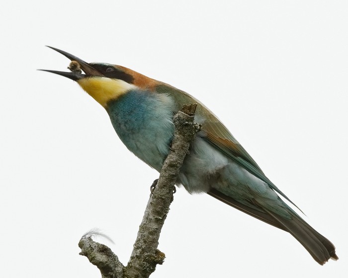 Bee-eater