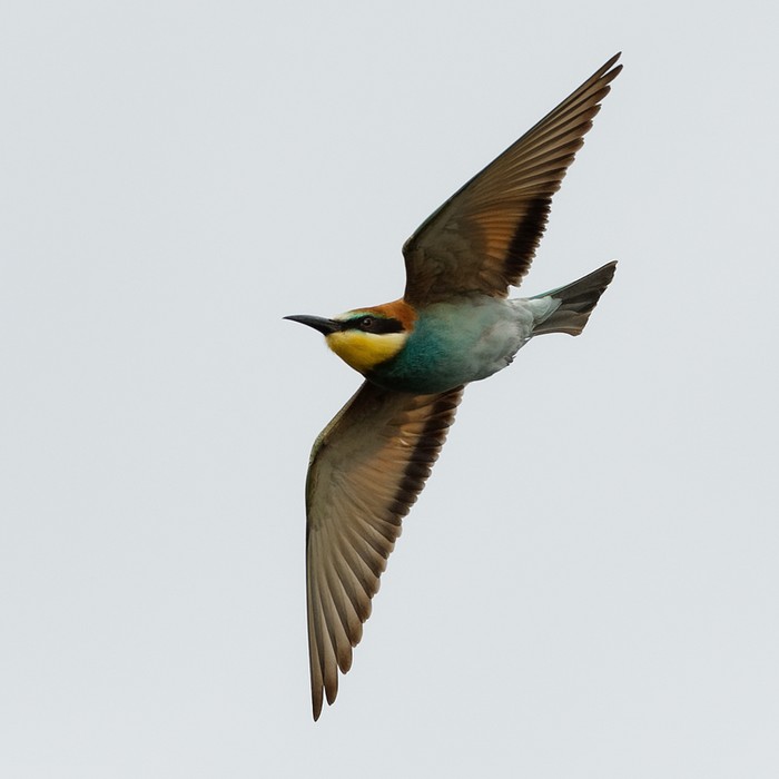 Bee-eater