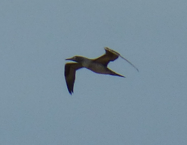 Gannet