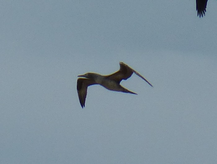 Gannet