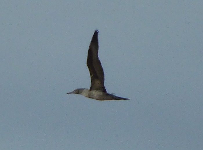 Gannet
