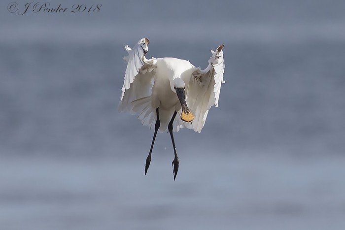 Spoonbill