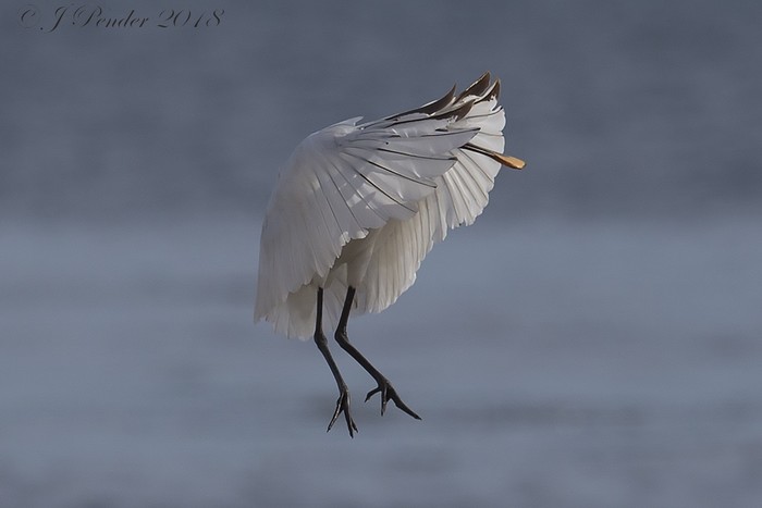Spoonbill