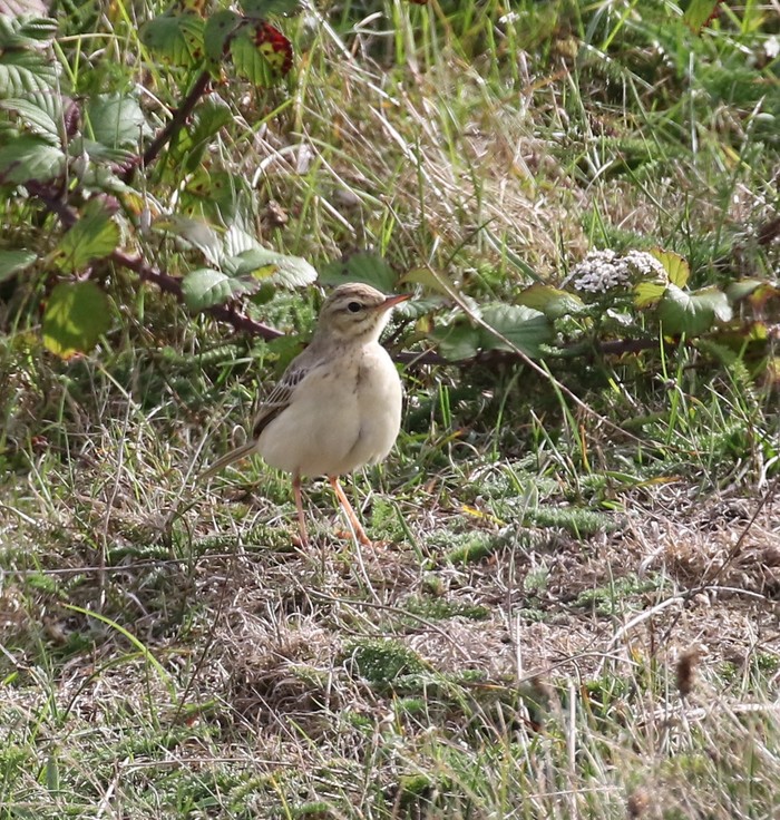 Tawny Pipit