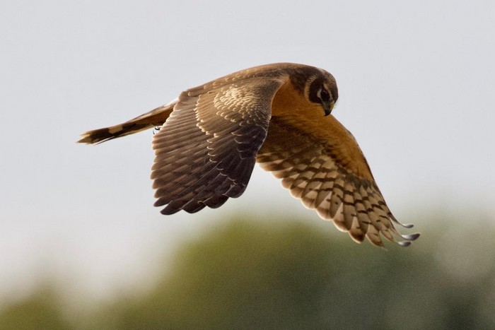 Pallid Harrier