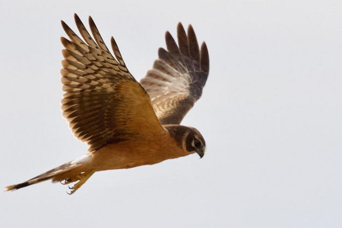 Pallid Harrier