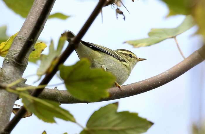Yellow-browed Warbler