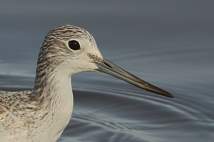 Greenshank