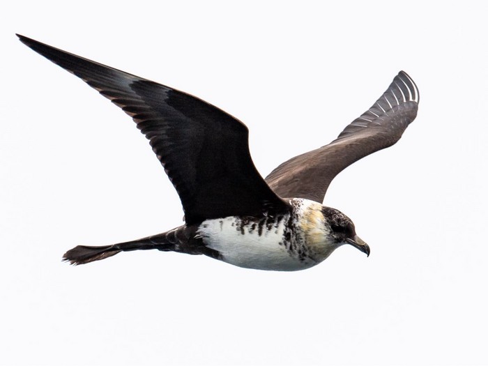 Pomarine Skua