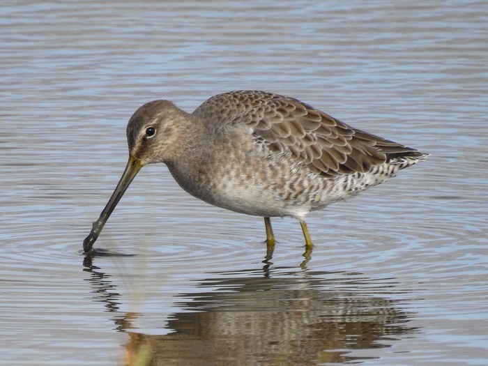 Long-billed Dowitcher