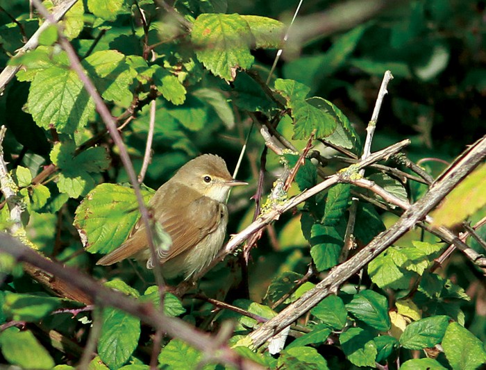 Blyth's Reed Warbler