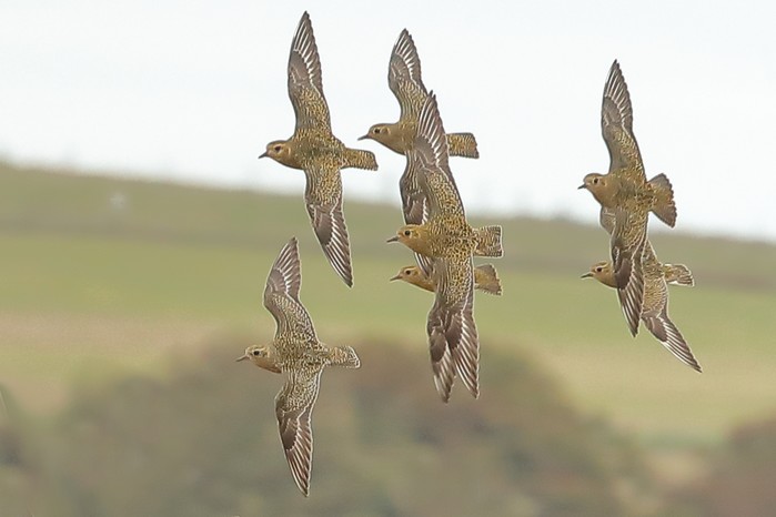 Golden Plover