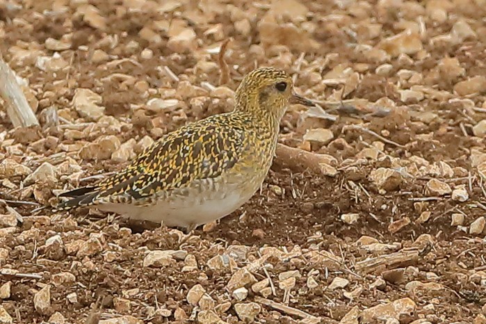 Golden Plover