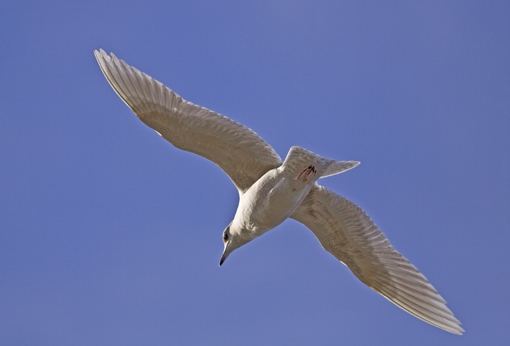 Iceland Gull