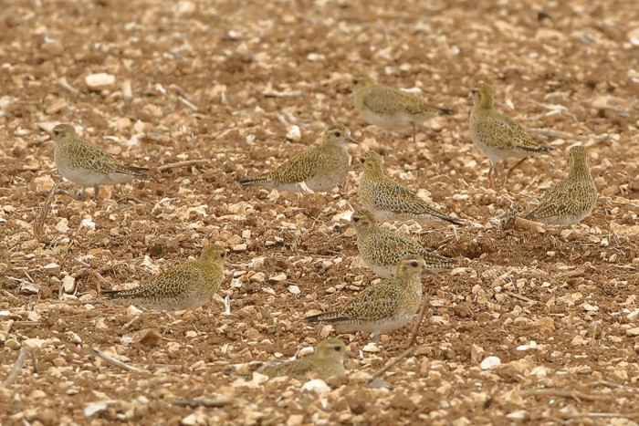 Golden Plover