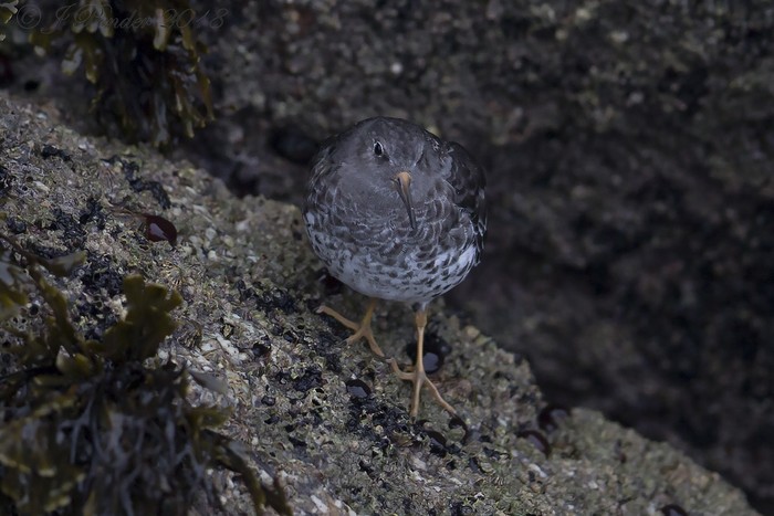Purple Sandpiper