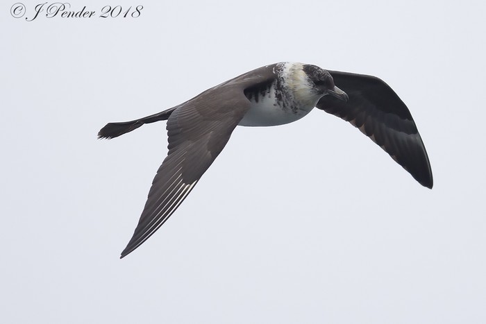 Pomarine Skua