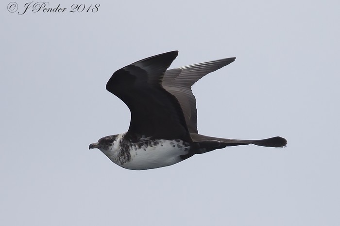 Pomarine Skua