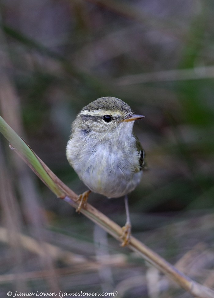 Yellow-browed Warbler