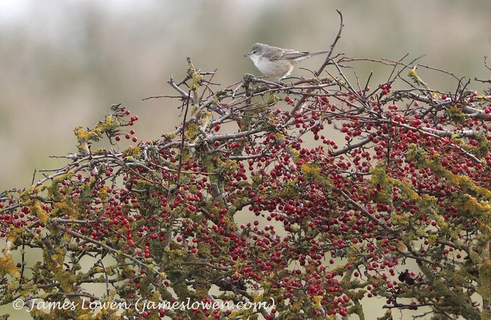 Barred Warbler