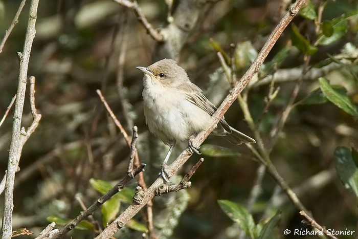 Barred Warbler