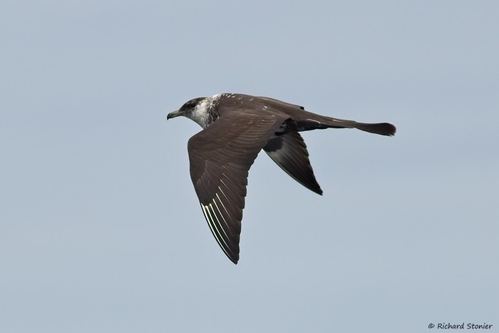 Pomarine Skua