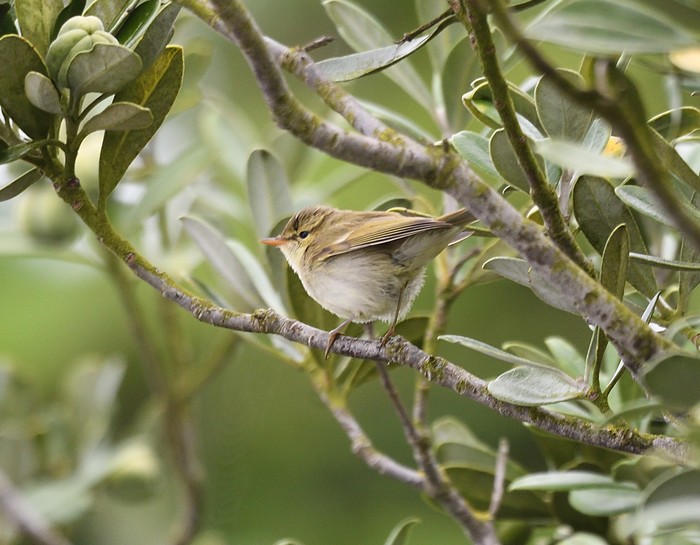 Greenish Warbler