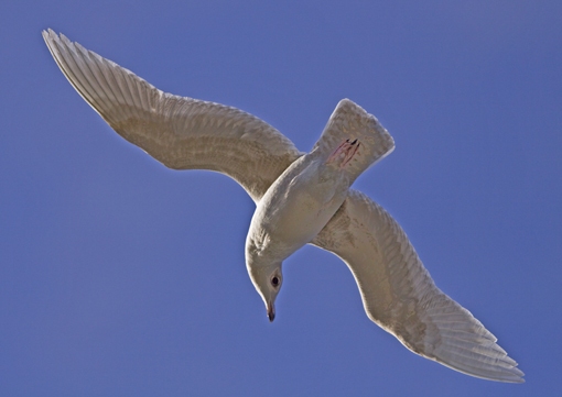 Iceland Gull