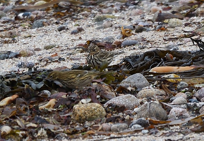 Red-throated Pipit