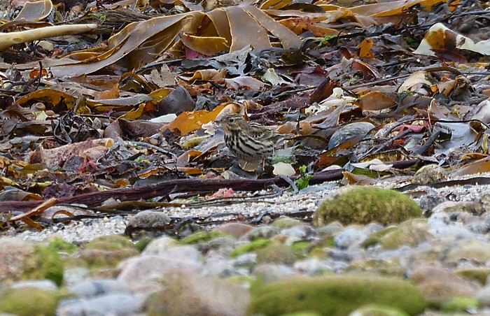 Red-throated Pipit