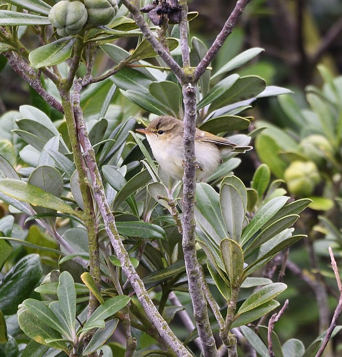 Greenish Warbler