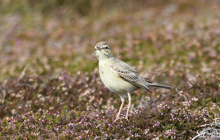Tawny Pipit