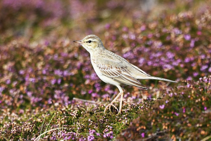 Tawny Pipit