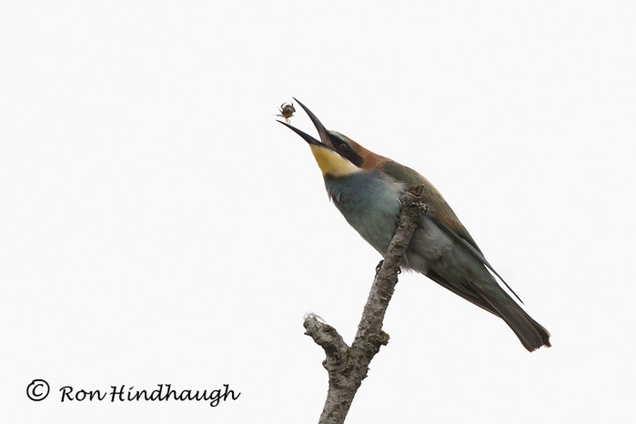 Bee-eater