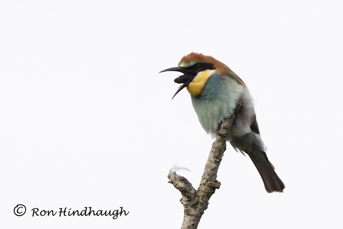 Bee-eater