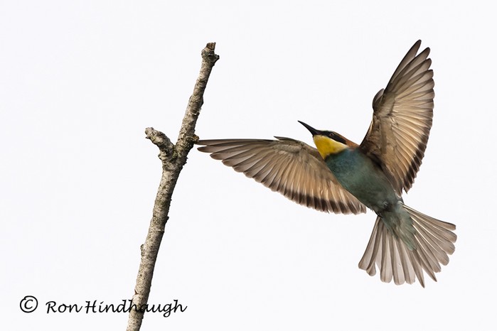 Bee-eater
