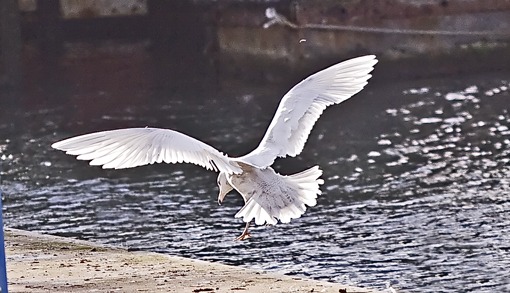 Glaucous Gull