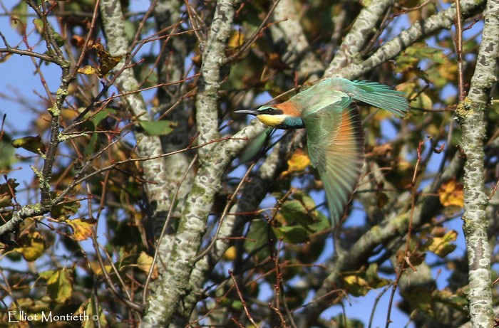 Bee-eater