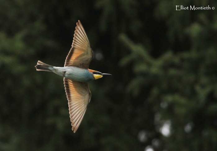Bee-eater