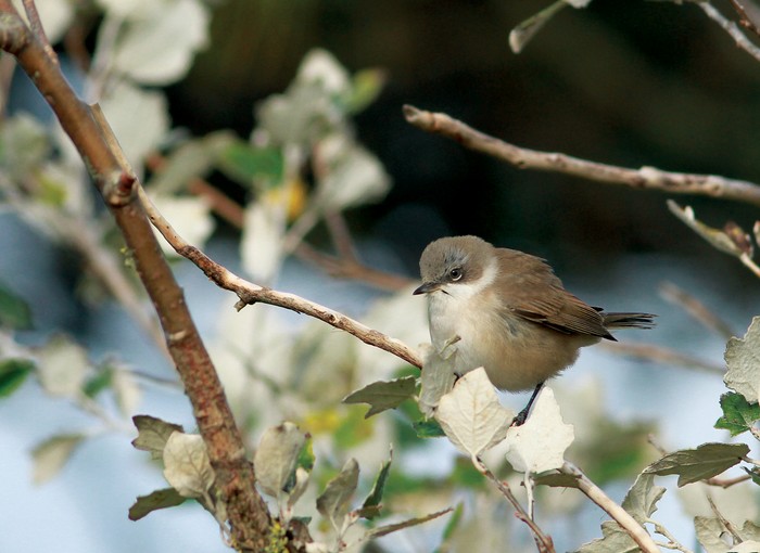 Lesser Whitethroat
