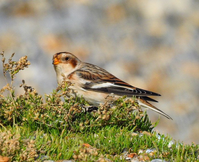 Snow Bunting