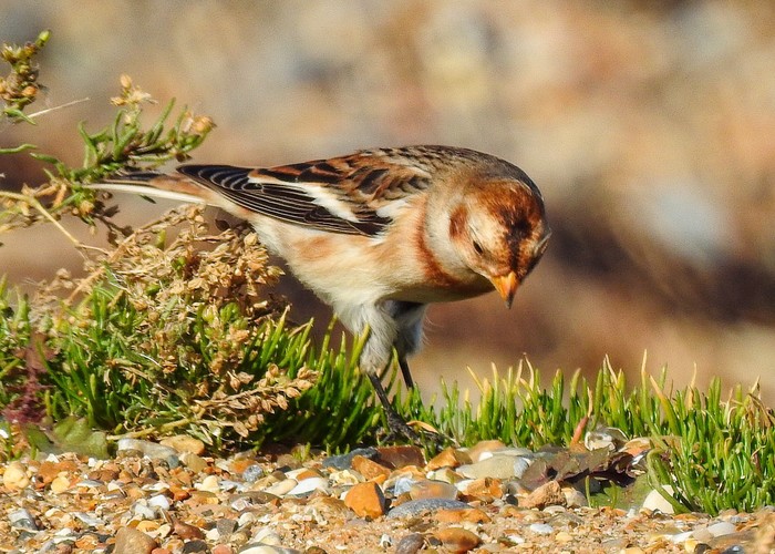 Snow Bunting