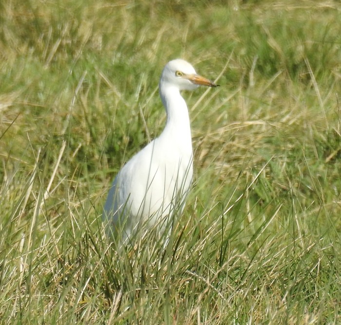 Cattle Egret