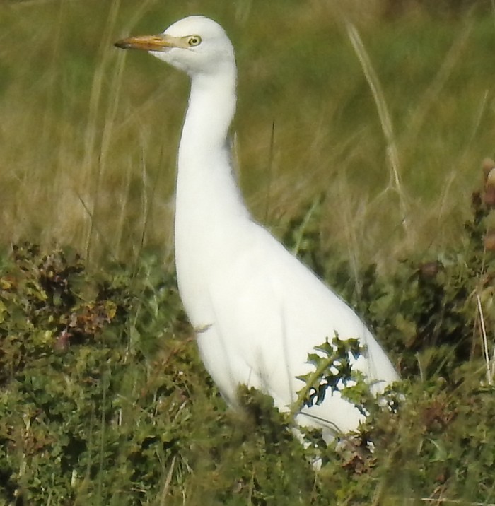 Cattle Egret